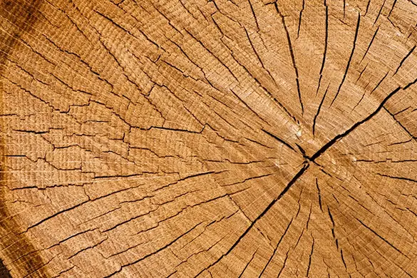 tronçon d'un arbre qui laisse apparaître les cernes du bois