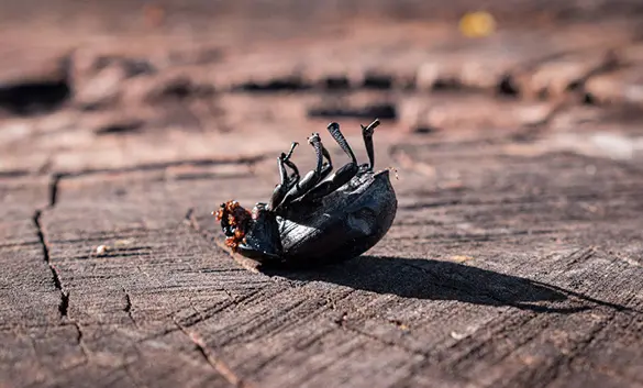 Insecte xylophage mort par insecticide, sur une surface en bois