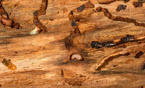 gros plan sur des galeries d'insectes xylophages à larves, situées dans une poutre en bois