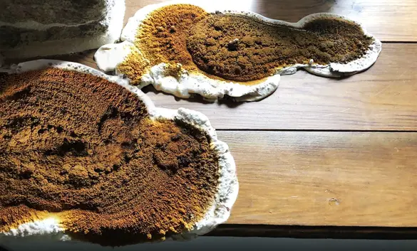 La mérule, un champignon lignivore sur une surface en bois