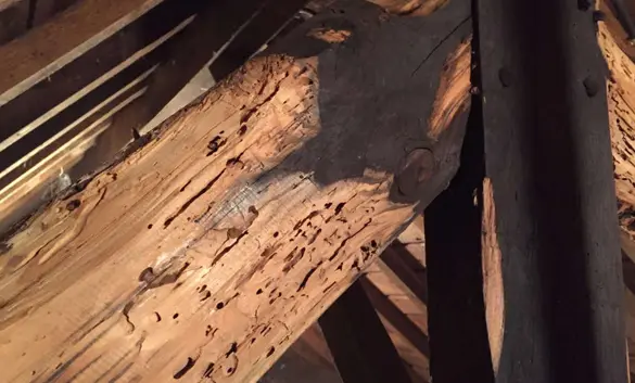 des galeries de "capricornes des maisons" sont bien visibles sur une poutre d'une charpente