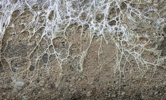 prolifération du champignon de la mérule