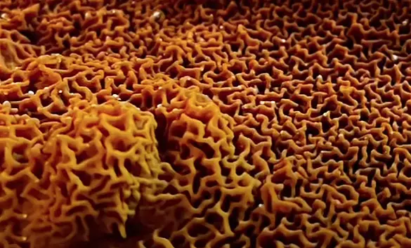 zoom sur la texture d'une mérule