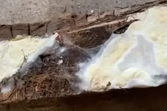 détail de la mérule pleureuse sur une poutre