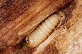 larve de l'hespérophane dans du bois