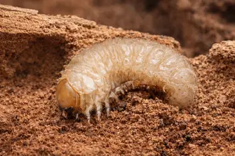 une larve de la petite vrillette dans du bois pourri