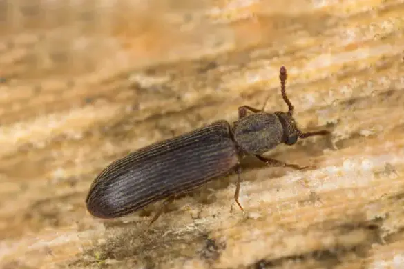le lycte brun, un insecte à larve xylophage