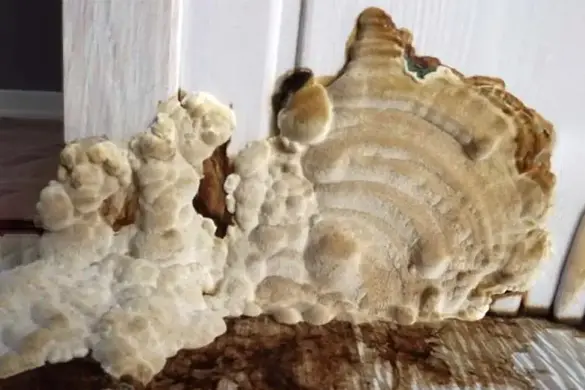 polypore des caves sur des boiseries