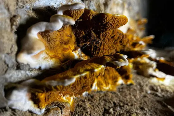 La mérule pleureuse (Serpula lacrymans)