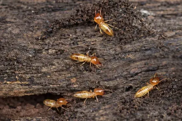Termites en Bretagne, zoom sur ces insectes xylophages.