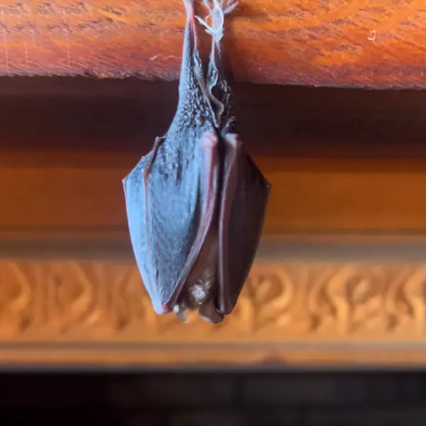 Les chauves-souris sont des espèces menacées qui jouent un rôle élémentaire, notamment dans la régulation de certains insectes xylophages (avant l'état larvaire).