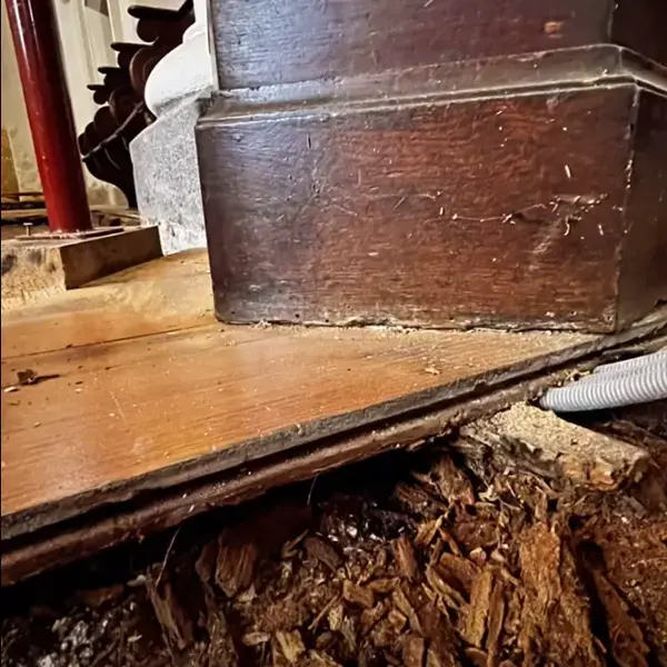 Pourriture cubique sous le plancher d'une église