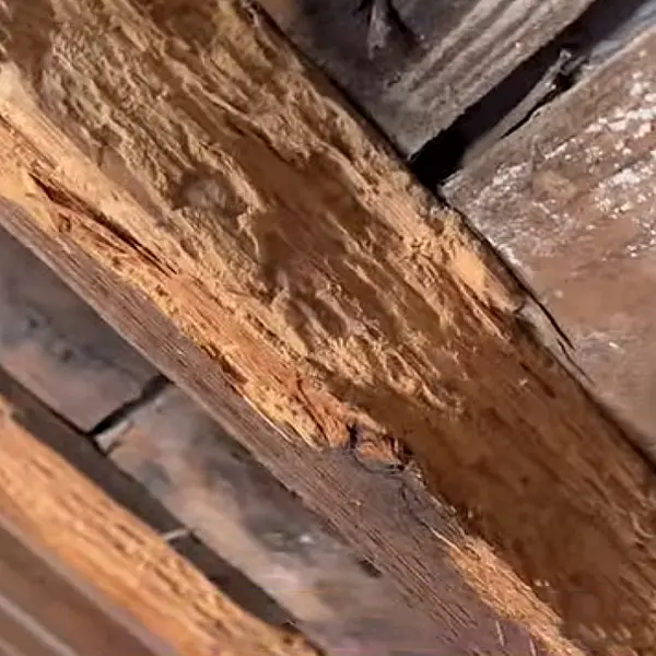 Bois infesté par le capricorne des maisons