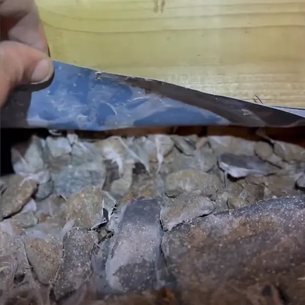 Rhizomorphes de mérule