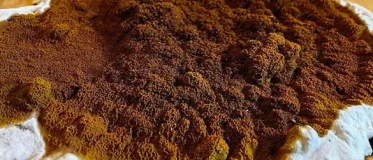 infestation mérule en Bretagne, zoom sur le champignon.