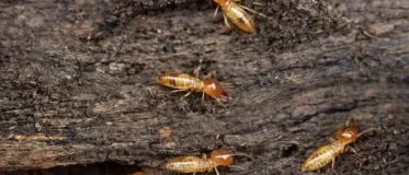 Termites en Bretagne, zoom sur ces insectes xylophages.