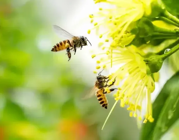 des abeilles qui butinent des fleurs dans la nature