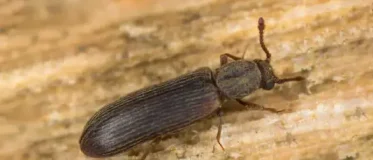 le lycte brun, un insecte à larve xylophage