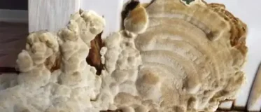 polypore des caves sur des boiseries