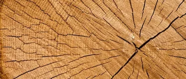 tronçon d'un arbre qui laisse apparaître les cernes du bois